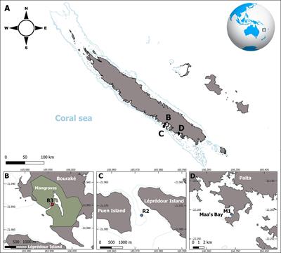 High Coral Recruitment Despite Coralline Algal Loss Under Extreme Environmental Conditions